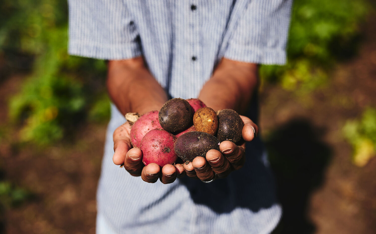 Hawkins potatoes